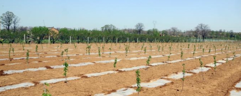 车厘子怎么种才能结果