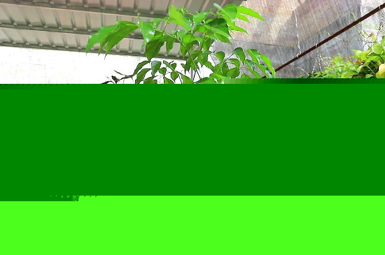 幸福树室内怎么养殖方法