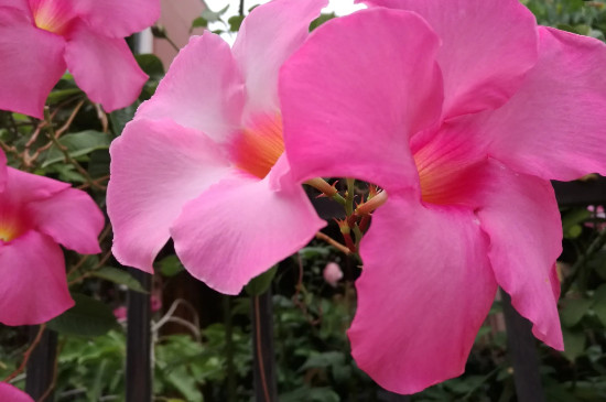 飘香藤长出的藤条能不能剪掉