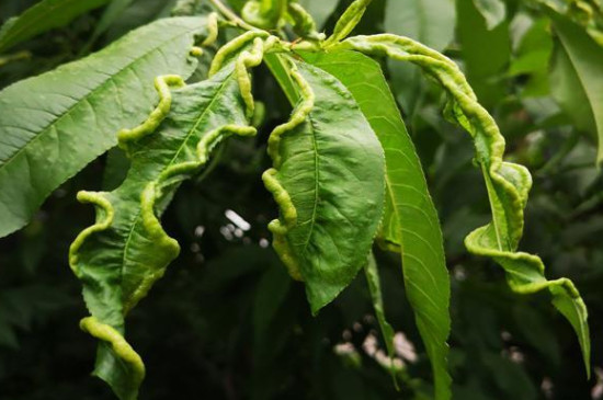 桃花是单性花还是双性花