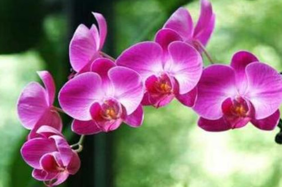 蝴蝶兰花谢后怎么处理才能让它开花
