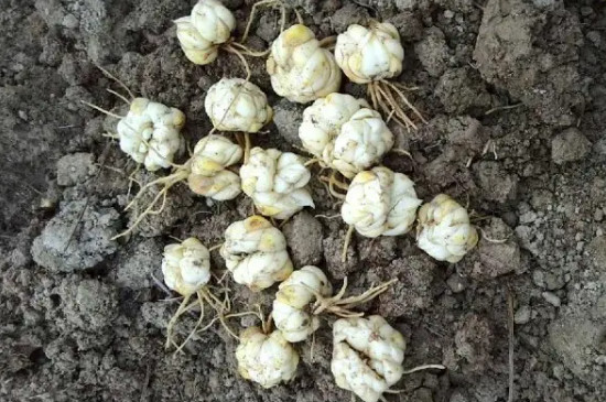 香水百合的繁殖方法及栽培技术