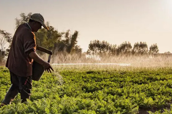 香水百合的繁殖方法及栽培技术