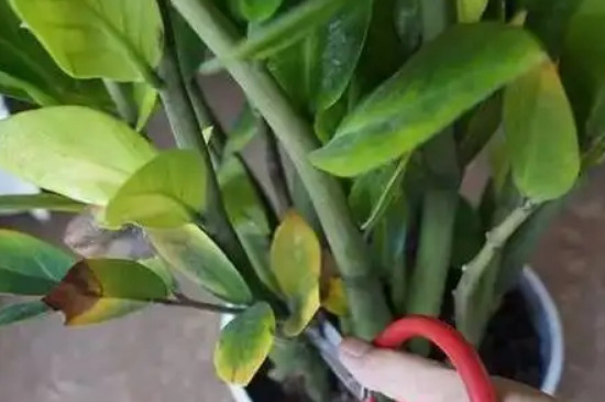 金钱树叶子变黑变干是什么原因