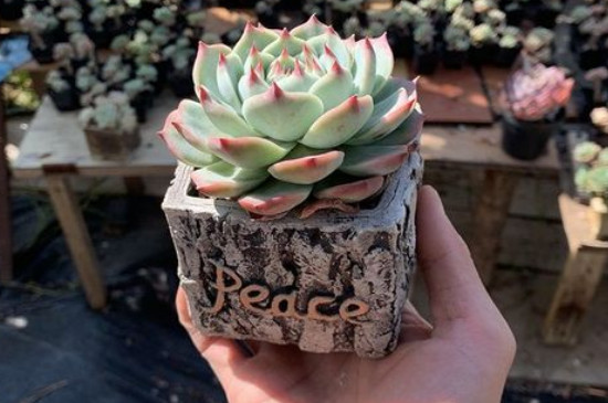 bet365365体育
怎么养才爆盆