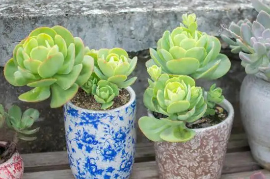 bet365365体育
怎么养才爆盆