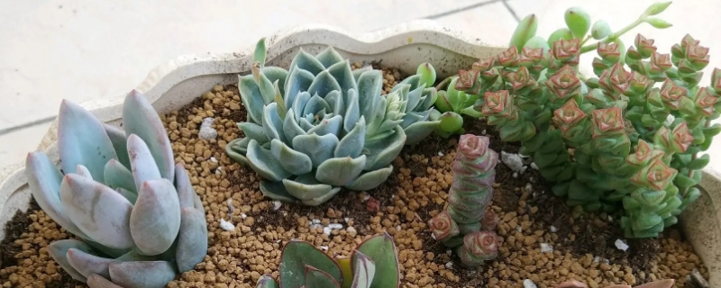 bet365365体育
怎么养才爆盆