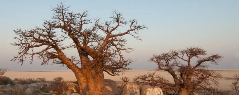 猴面包树耐旱的原因