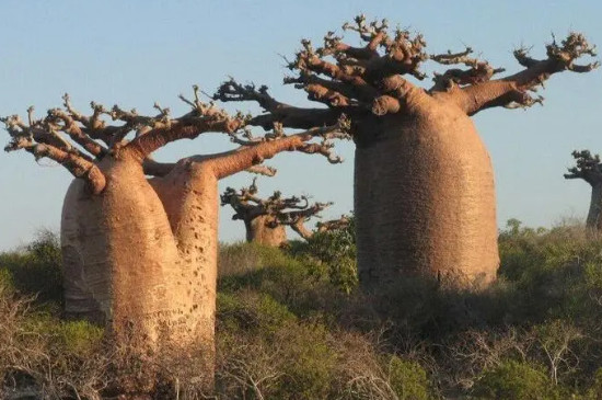 猴面包树耐旱的原因