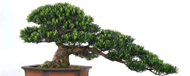 罗汉松干枝干叶是什么问题