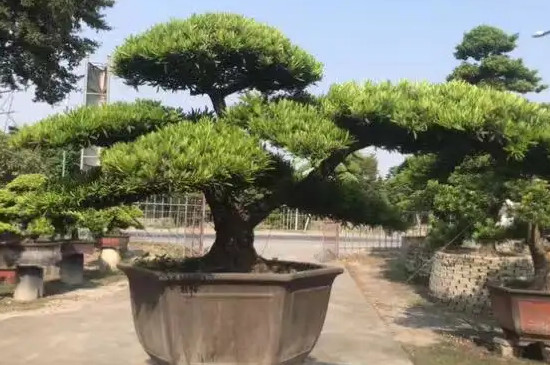 罗汉松干枝干叶是什么问题