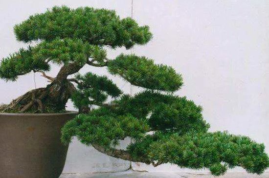 罗汉松干枝干叶是什么问题