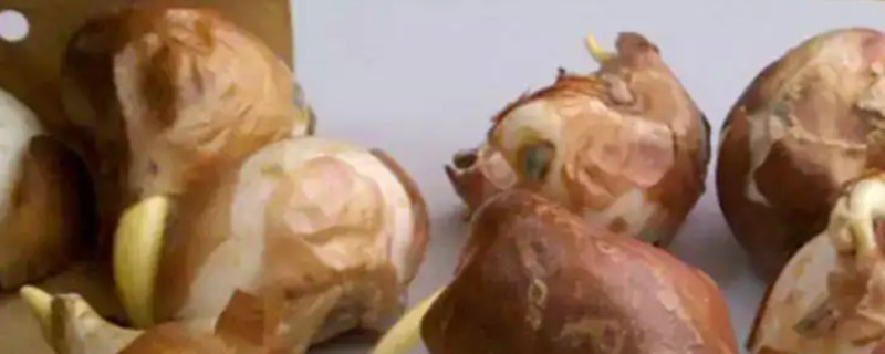 郁金香球发霉还可以种吗