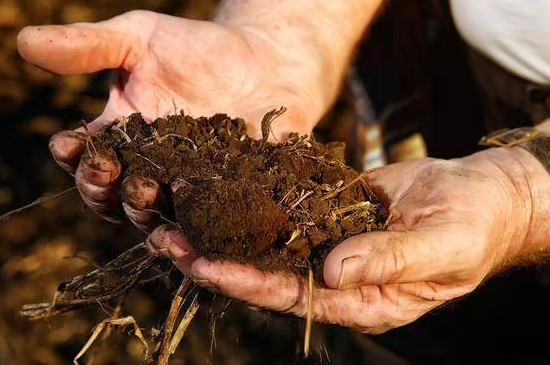 郁金香球发霉还可以种吗