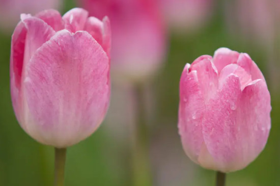 郁金香球发霉还可以种吗