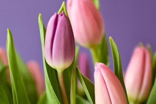 郁金香球发霉还可以种吗