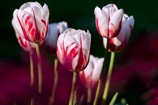 郁金香球发霉还可以种吗