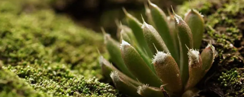 多肉可以放在室外养吗