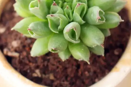 多肉可以放在室外养吗