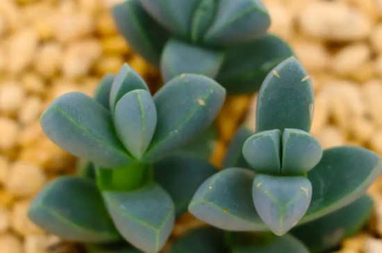 多肉可以放在室外养吗