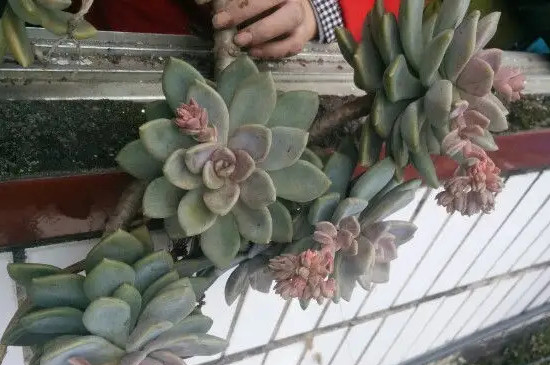 冬美人爆盆最简单方法