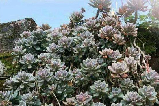 冬美人爆盆最简单方法