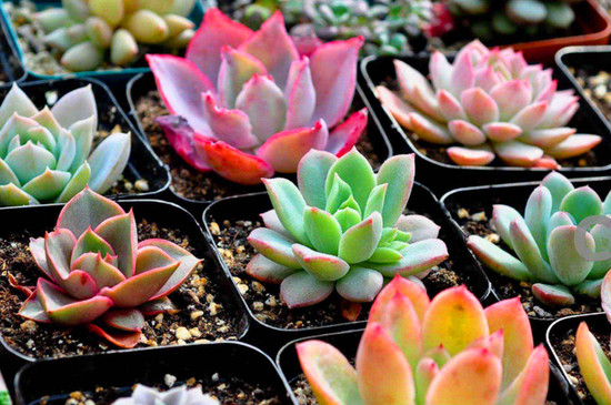 bet365365体育
怎么养可以晒太阳吗