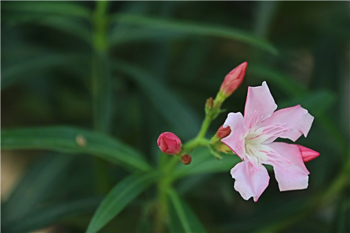 夹竹桃-摄图网