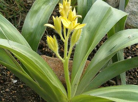 什么是仙茅_仙茅的中药功效与禁忌_78健康网