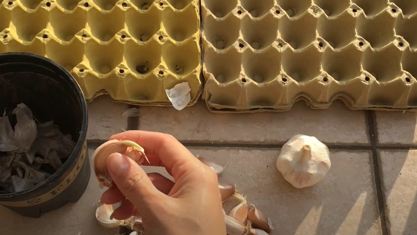 种蒜苗（小家庭种菜视频截图）