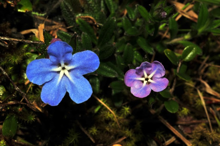 梓木草是什么，梓木草有哪些药用价值