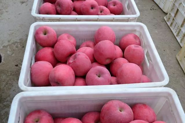 响富苹果是什么，怎么分辨响富苹果