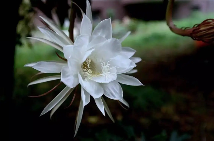 昙花有哪些传说，寓意是什么？