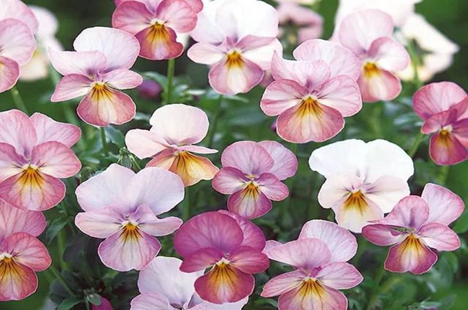 三色堇冬季养护方法有哪些？