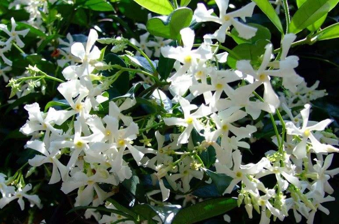 风车茉莉有哪些插杆方法和种植方法？