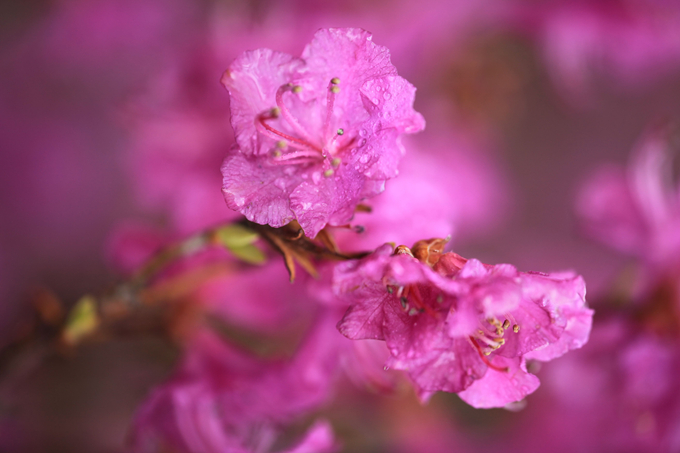 金达莱的栽培技术有哪些?生长习性是什么?