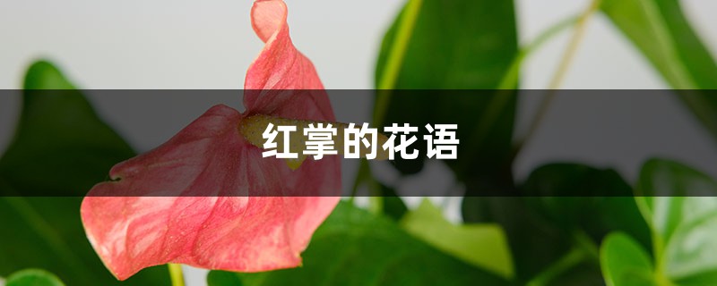 红掌的花语和寓意是什么，有哪些传说故事？