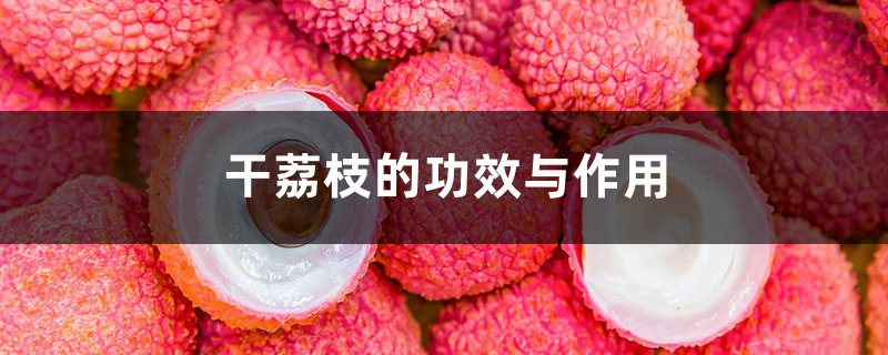 干荔枝有哪些功效,常吃干荔对人有哪些好处?