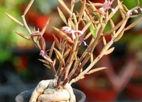 修剪技巧对人蔘大戟的生长繁茂有何帮助?