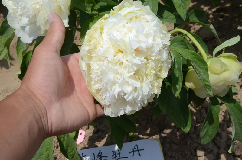 春柳牡丹缺点和优点有哪些