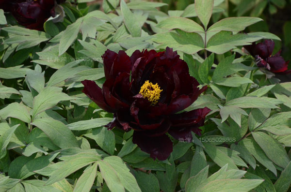 黑牡丹品种初乌和黑豹，你喜欢哪个？