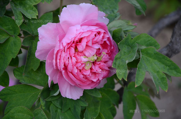 宁夏能种牡丹吗？宁夏什么时候种牡丹好？