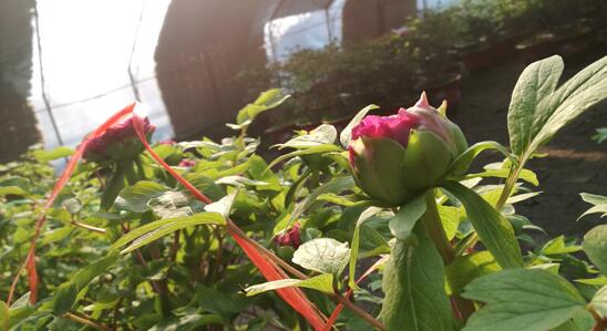 菏泽牡丹花农牡丹种植发财路