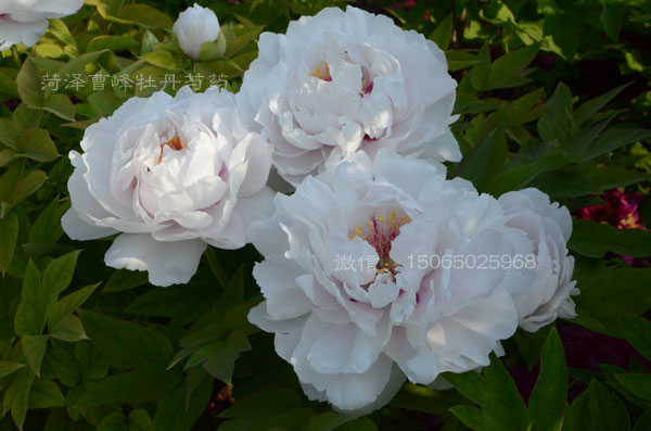 白色牡丹花有哪些品种？白色牡丹品种及图片介绍