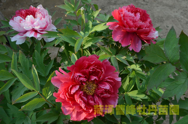 牡丹岛锦有纯红色的吗