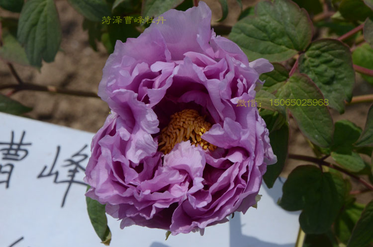 蓝色系牡丹品种：镰田藤牡丹