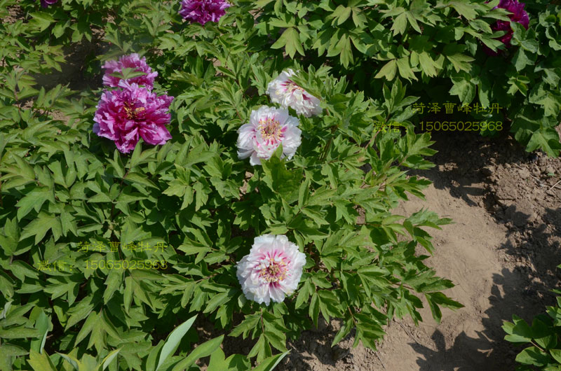 花二乔和岛锦哪个好看？有什么差别？