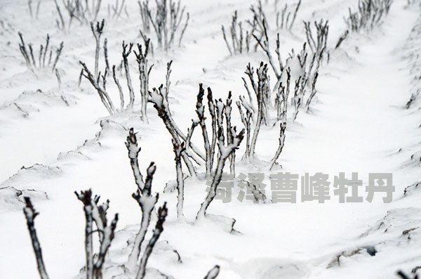 牡丹花怕不怕冷冬季怎么养护？ 牡丹抗寒多少度？