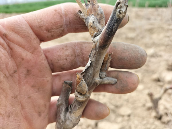 牡丹不发芽是不是死了？