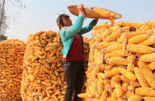 菏泽近期多阴雨天气 秋粮收获晾晒成难题
